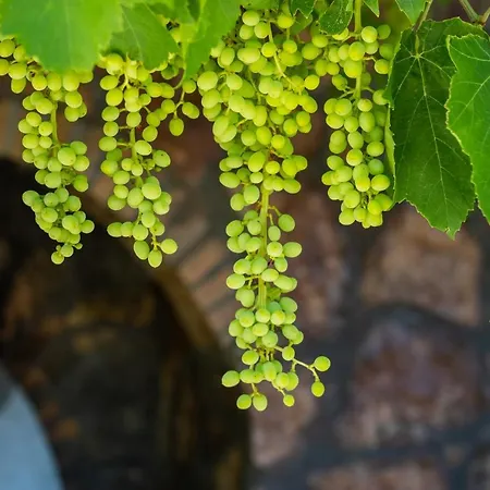 Anastasia Villa Voládha