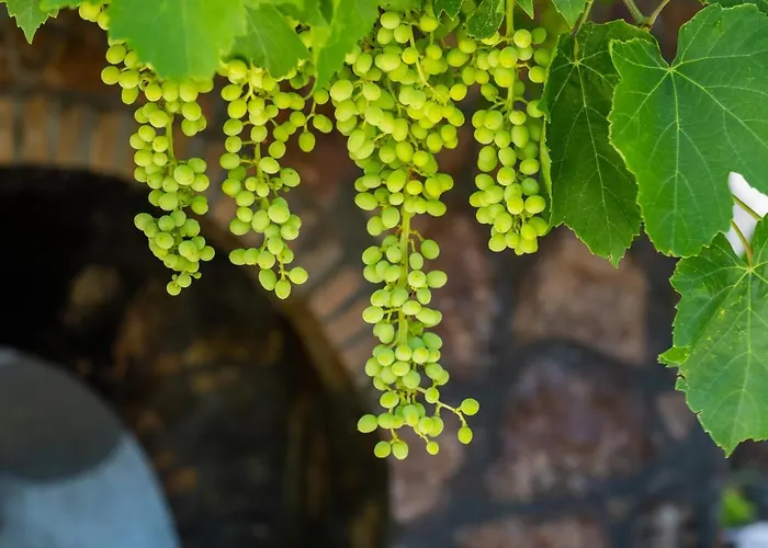 Anastasia Villa Voládha